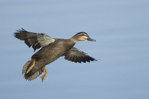 Pacific Black Duck Flight #6