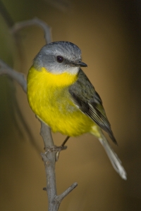 Eastern Yellow Robin #15