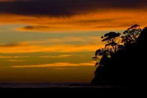 Eucalypts and Sunrise #5