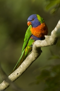 Rainbow Lorikeet #9