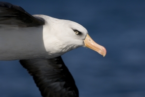 Black-browed Albatross #69