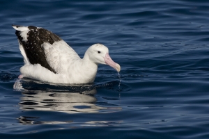 Wandering Albatross #10