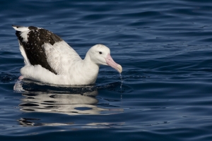 Wandering Albatross #10