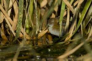 Baillon's Crake #5