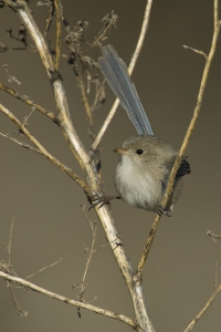 White-winged Fairy-wren #1