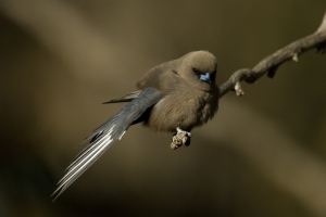 Dusky Woodswallow #20