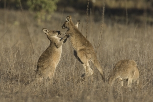 Sparring Roos #5