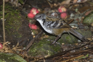 Southern Logrunner #4