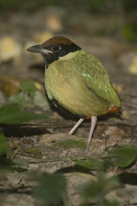 Noisy Pitta #5