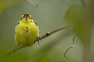 Yellow-breasted Boatbill #5