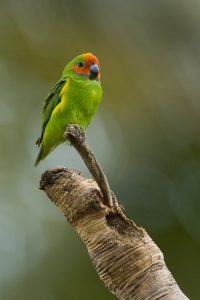 Double-eyed Fig-Parrot #9