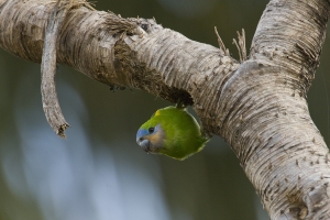 Double-eyed Fig-Parrot #12