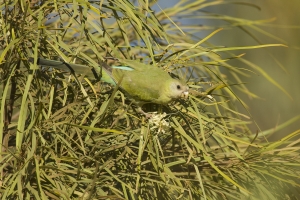 Golden-shouldered Parrot #19