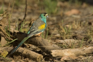 Golden-shouldered Parrot #34