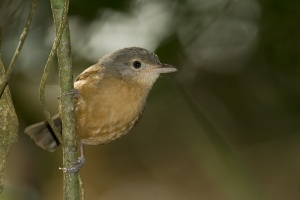 Rufous Shrike-thrush #1