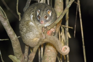 Green Ringtail #3