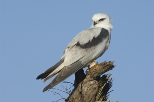 Australian Kite #12