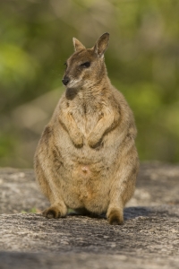 Mareeba Rock Wallaby #30