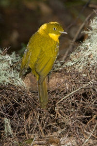 Golden Bowerbird #1
