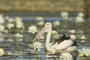 Australian Pelican #10