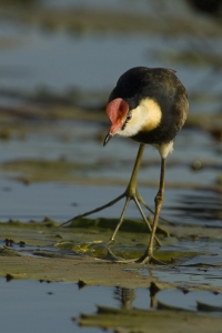 Comb-crested Jacana #14