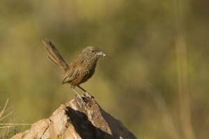 Kalkadoon Grasswren #8