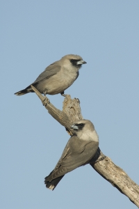 Black-faced Woodswallow #3