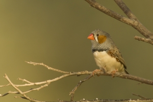 Chestnut-eared Finch #15