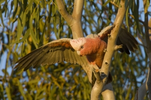 Galah #12