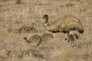 Emu #13