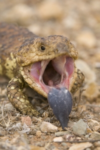 Shingleback #13