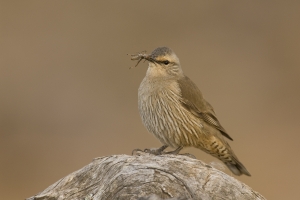 Brown Treecreeper #1