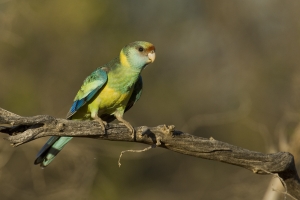 Mallee Ringneck #14