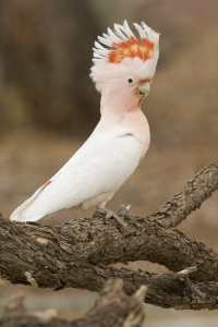 Pink Cockatoo #4