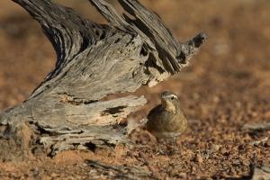 Chestnut-breasted Quail-Thrush #2