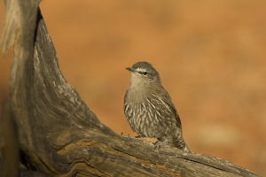 White-browed Treecreeper #9