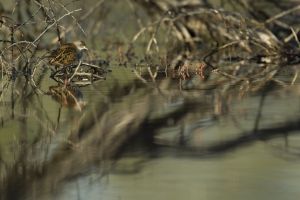 Baillon's Crake #10