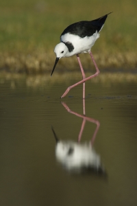 White-headed Stilt #18