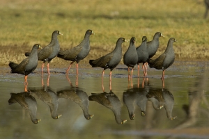 Black-tailed Native-Hen #7