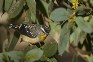 Spotted Pardalote #5