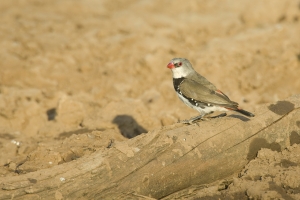 Diamond Firetail #4