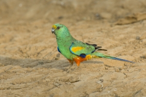 Mulga Parrot #16