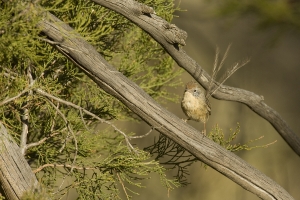 Mallee Emuwren #5