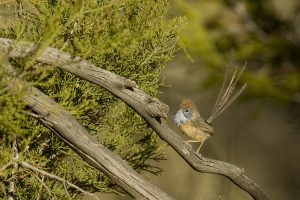 Mallee Emuwren #6