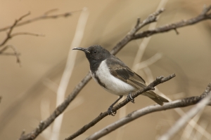 Black Honeyeater #6