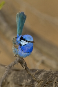 Splendid Fairywren #20