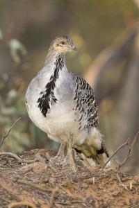 Malleefowl #8