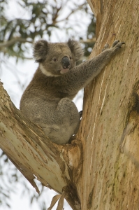 Koala #7
