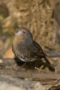 Pilotbird #7