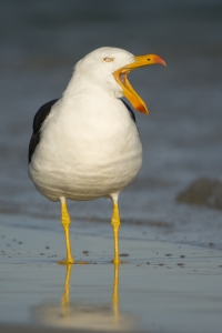 Pacific Gull #4